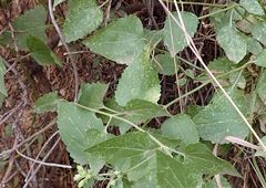 Ageratina herbacea