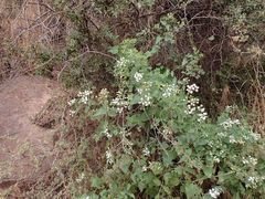 Ageratina herbacea