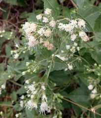 Ageratina herbacea