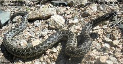 Vipera renardi