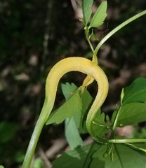 Puccinia komarovii