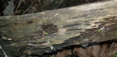 Anteaglonium parvulum