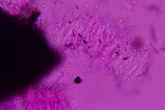 Anteaglonium parvulum