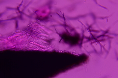 Anteaglonium parvulum