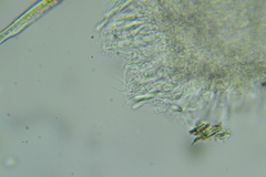 Anteaglonium parvulum