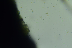 Anteaglonium parvulum
