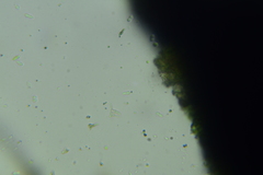 Tripospermum camelopardus