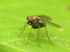 Diaphorinae
