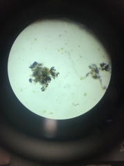 Hydrodictyaceae