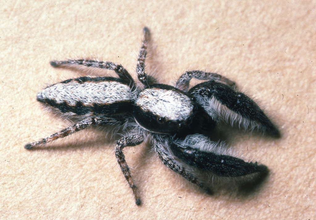 Paramarpissa tibialis