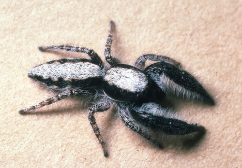 Paramarpissa tibialis