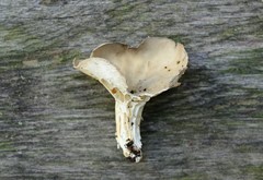 Helvella griseoalba