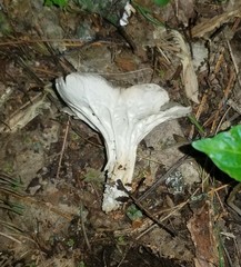 Helvella griseoalba
