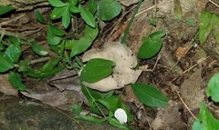 Helvella griseoalba