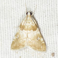 Hellula aqualis