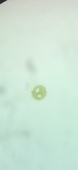 Hydrodictyaceae