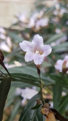 Strobilanthes anisophyllus