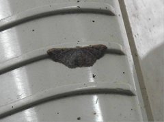 Idaea costiguttata
