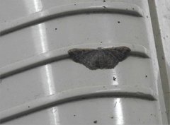 Idaea costiguttata