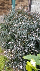 Strobilanthes anisophyllus