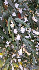 Strobilanthes anisophyllus