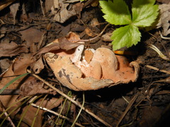 Hypomyces cervinigenus