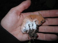 Hypomyces cervinigenus