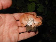 Hypomyces cervinigenus