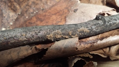 Merismodes fasciculata