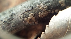 Merismodes fasciculata