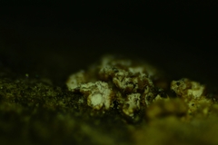 Merismodes fasciculata