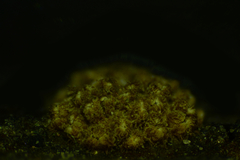 Merismodes fasciculata