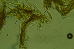 Merismodes fasciculata