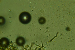 Merismodes fasciculata