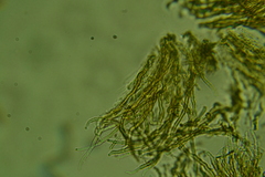 Merismodes fasciculata