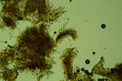 Merismodes fasciculata