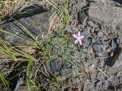 Stephanomeria tenuifolia
