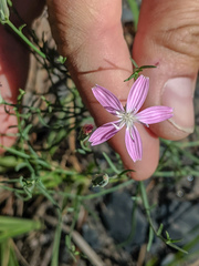 Stephanomeria tenuifolia