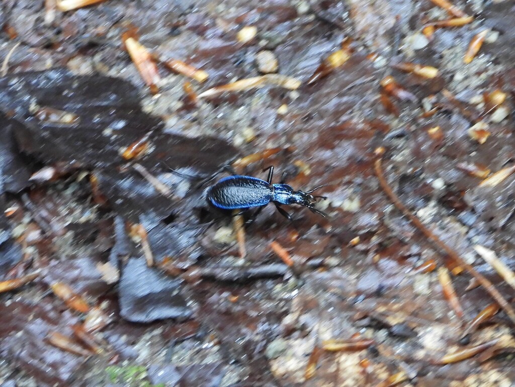 Blue Ground Beetle from Broadleaf forest, Central Macedonia, Greece on ...