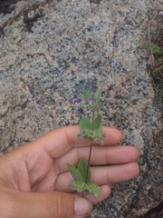 Trichostema oblongum