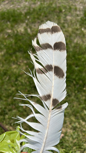 Plume de Harfang des neiges
