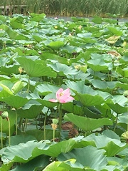 Nelumbo nucifera