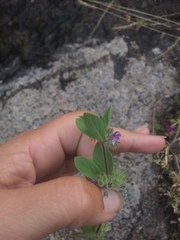 Trichostema oblongum