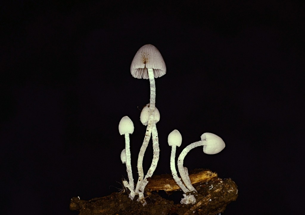 Psathyrella debilis from Scioto Audubon Metro Park, Columbus, Ohio, USA ...