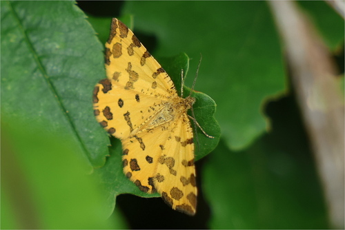 Pseudopanthera macularia