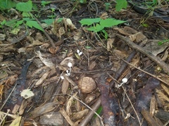 Psathyrella debilis