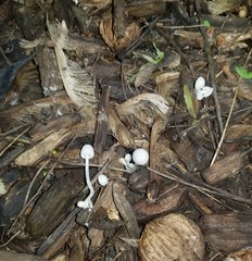 Psathyrella debilis