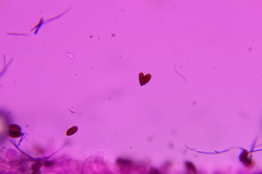 Psathyrella debilis