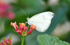 Pieris rapae