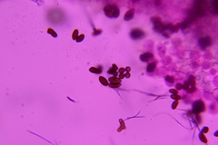 Psathyrella debilis